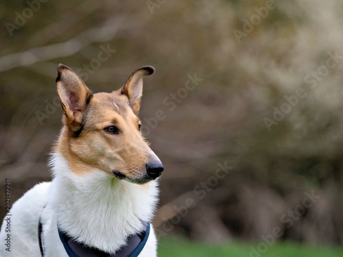 Canvas Print portrait of a short-haired collie