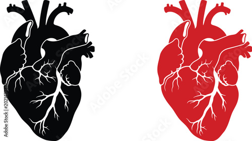 Bild auf Leinwand Anatomical heart illustration set black silhouette and realistic red cardiovascu