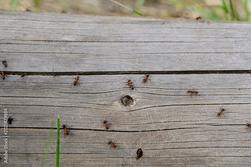 Small red and black ants crawling across textured surface weathered gray wooden log.