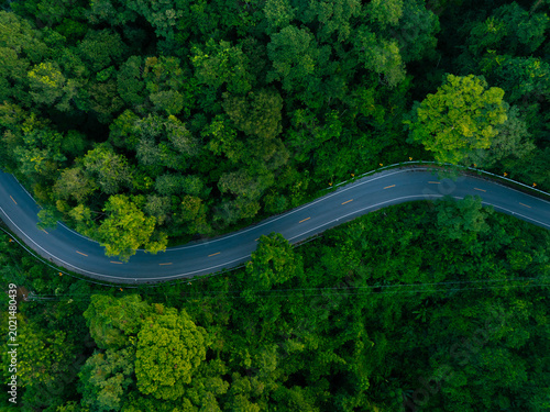 Green tropical forest with winding road and cars driving through nature. Strong visual metaphor for clean mobility, sustainable transport and future oriented economic growth.