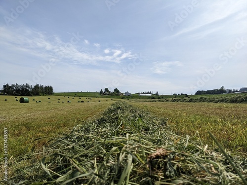 Foto Hay field halfway through being baled