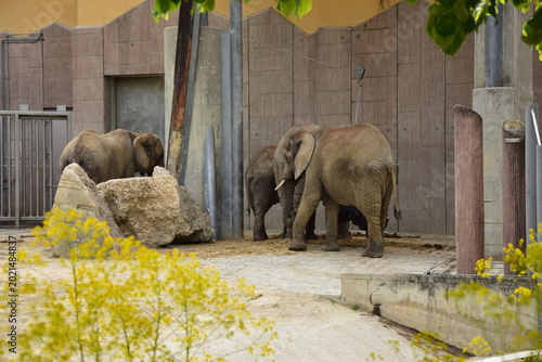 Canvas Print Group of African elephants standing in a modern zoo enclosure with concrete walls and rocks