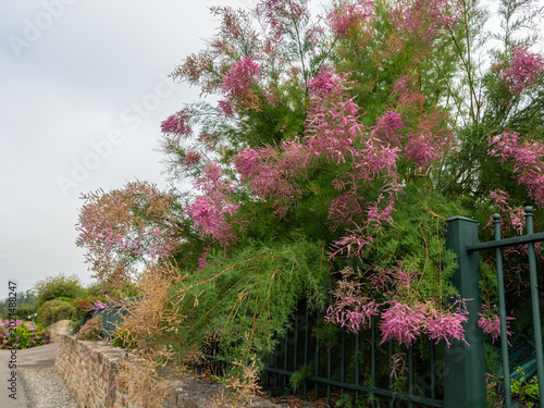 Canvas Print Pink feathery tamarisk Tamarix shrub blooms beside stone wall and iron fence