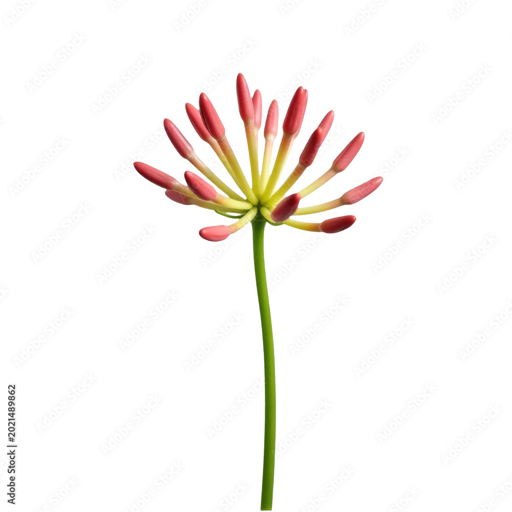 Fototapeta premium A delicate pink flower stands alone on its stem against a clean white background, ideal for use in design and photography projects