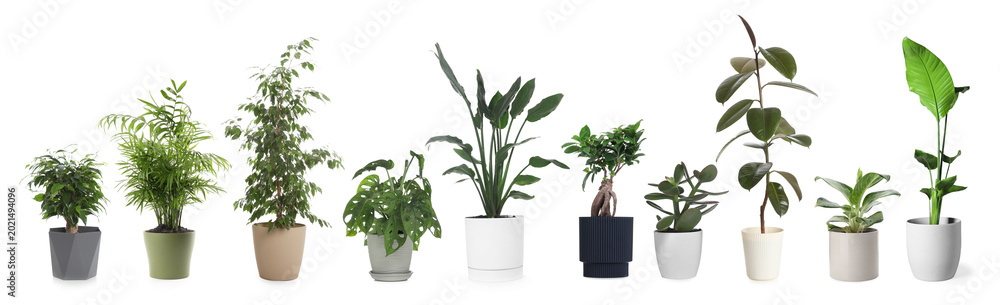 Fototapeta premium Different house plants in pots isolated on white, set