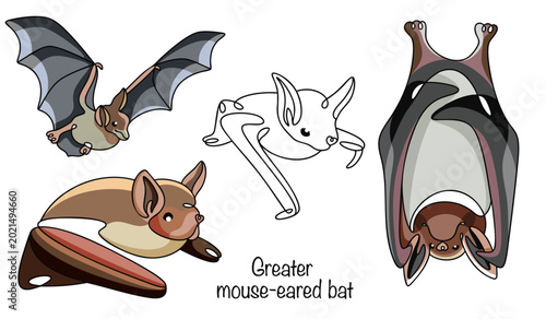 Greater mouse-eared bat