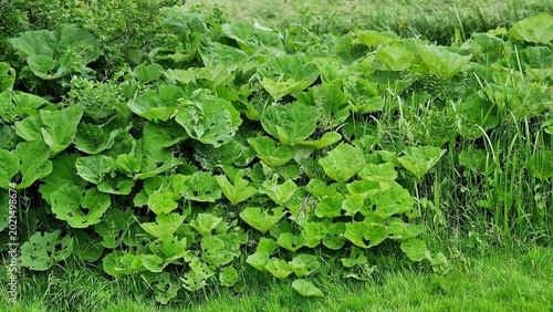 Bild auf Leinwand Petasites japonicus Gigantea or Giant Japanese Coltsfoot plant, growing in the garden