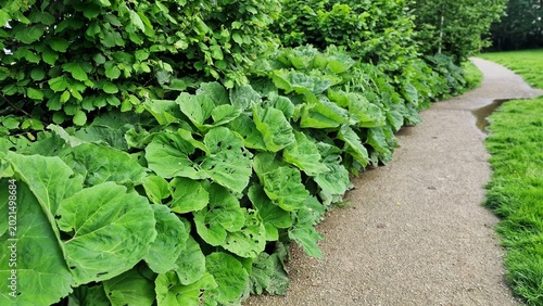 Foto Petasites japonicus Gigantea or Giant Japanese Coltsfoot plant, growing in the garden