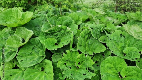 Foto Petasites japonicus Gigantea or Giant Japanese Coltsfoot plant, growing in the garden