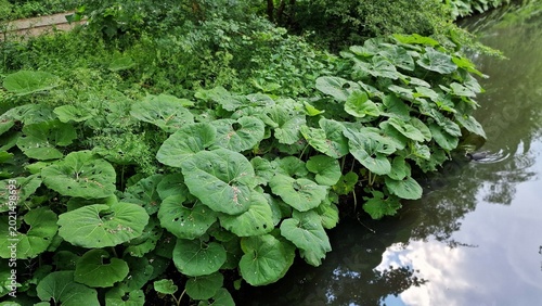 Foto Petasites japonicus Gigantea or Giant Japanese Coltsfoot plant, growing in the garden