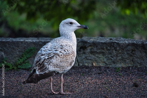Tableau sur toile Young Seagull Profile Standing on Gravel Path with Park Background