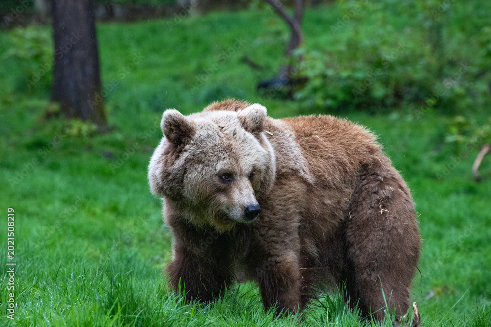 Obraz premium Brown Bear Exploring Grassy Wilderness Area