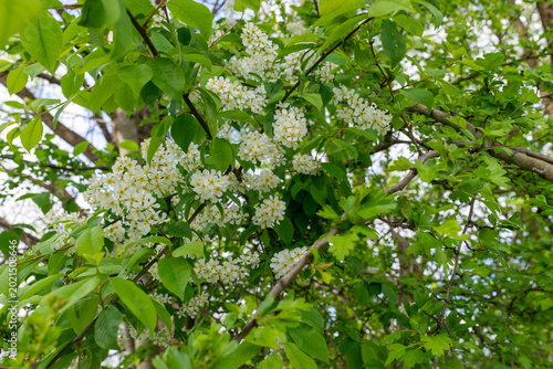Foto White bird cherry blossoms grow beside textured tree bark and green leaves in spring woodland, showing flowering racemes, branches, natural growth, and seasonal botanical detail