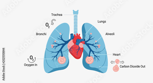 Bild auf Leinwand Human Respiratory System Anatomy Diagram with Heart and Lungs