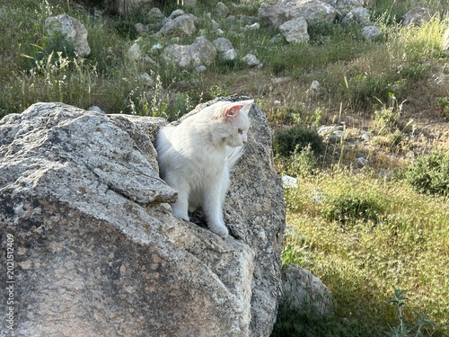 Photography white cat is on a rock outside in nature