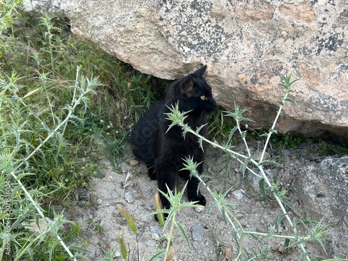 Canvas Print black cat stands near a rock and thorny plants