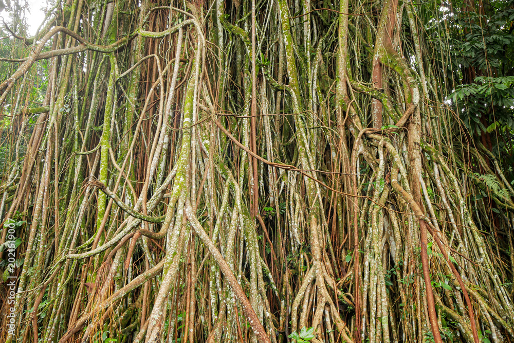 Obraz premium The roots hanging down from the old banyan tree.