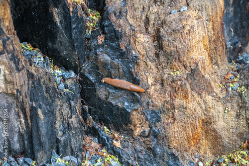 Night Snail Crawling on Weathered Tree Stump