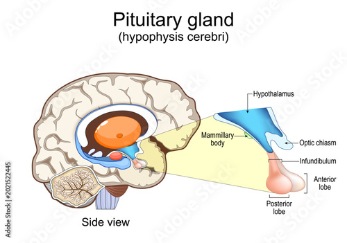 Bild auf Leinwand Pituitary gland