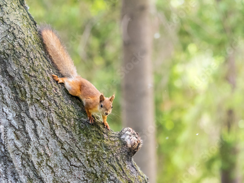 Obraz na plátně Portrait of a squirrel on a tree trunk