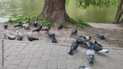Flock of Pigeons Feeding Near Lake in Park