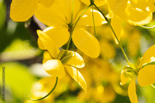árbol lluvia de oro