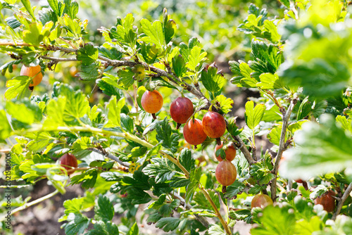 Fresh Ripe Red Gooseberries Hanging on Branch in Garden with Natural Sunlight and Copy Space