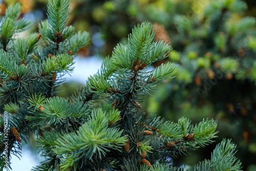 Blue spruce branches with young cones close up in spring forest.