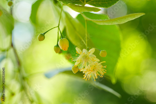 Linden flowers blooming on tree branch close up in spring garden.