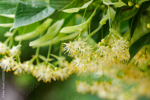Linden tree blossoms blooming on branches in abundance close up.