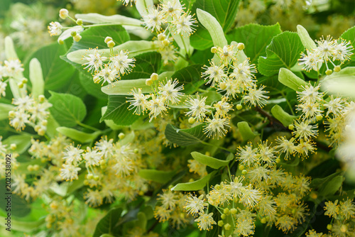 Linden flowers blooming on branches close up with copy space background