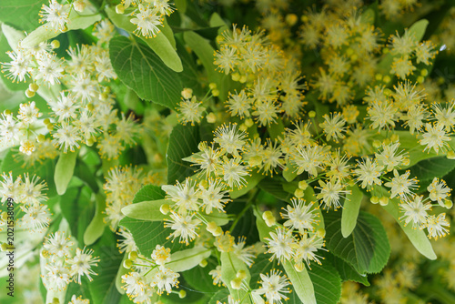 Abundance of fresh linden flowers blooming on tree branches in a sunny summer garden.