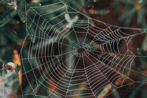 spider web in the morning dew