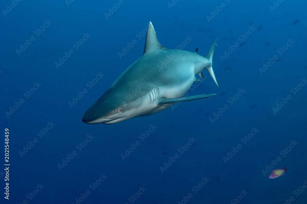 Naklejka premium Silvertip Shark (Carcharhinus albimarginatus) patrolling the deep blue sea in the Maldives.