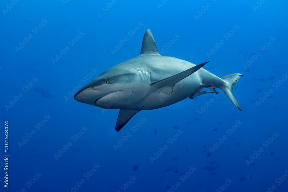 Obraz premium Grey Reef Shark (Carcharhinus amblyrhynchos) swimming in deep blue ocean water in the Maldives.