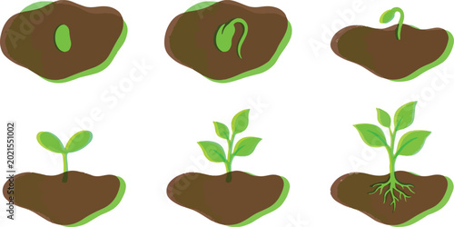 Vászonkép Sequence of six illustrations showing the complete growth cycle of a plant, from seed to developed seedling