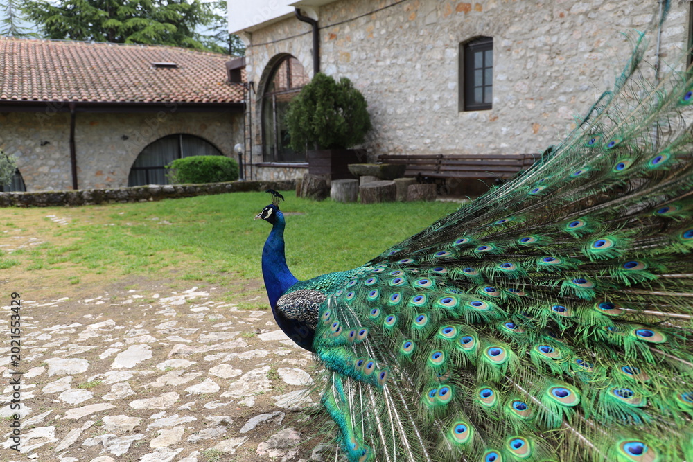 Obraz premium Majestic male peacock displaying full colorful feathered tail on a green lawn in front of a rustic house.