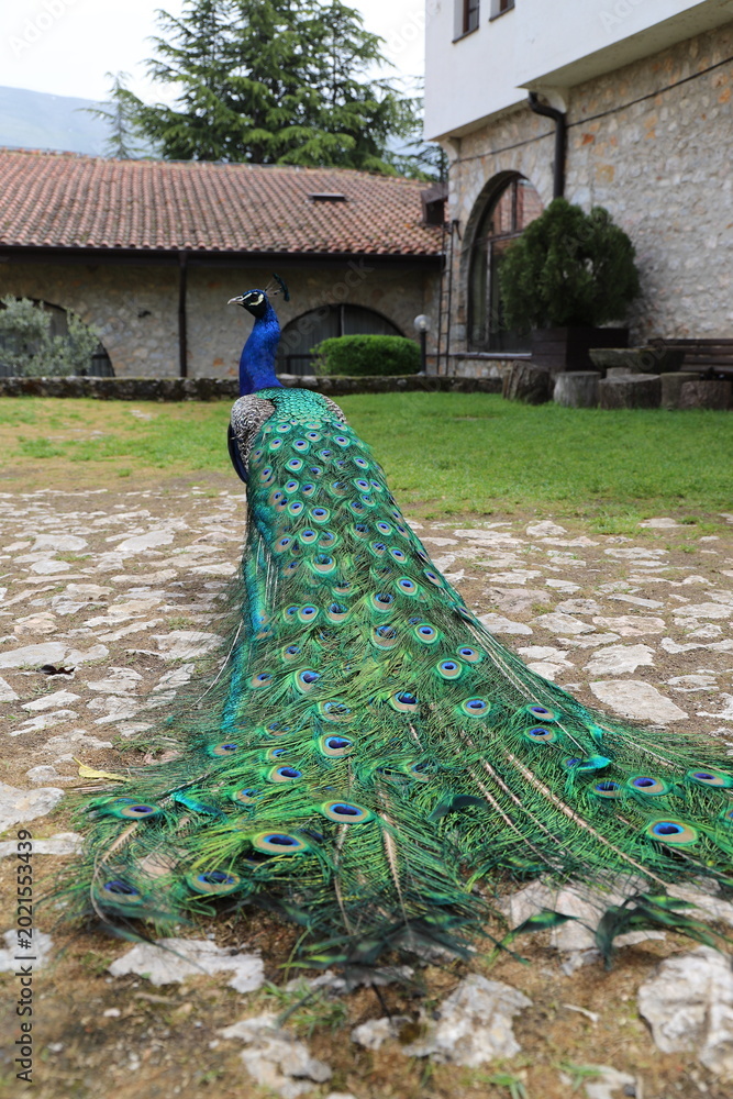 Obraz premium Back view of a beautiful male peacock showing its long colorful feathered train on a stone pathway.