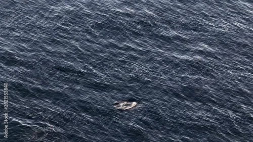Aerial view of common dolphins feeding in Donegal bay, Ireland