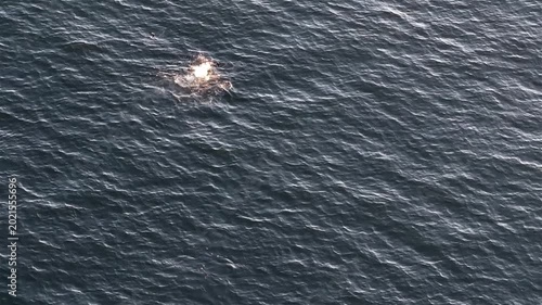 Aerial view of common dolphins feeding in Donegal bay, Ireland