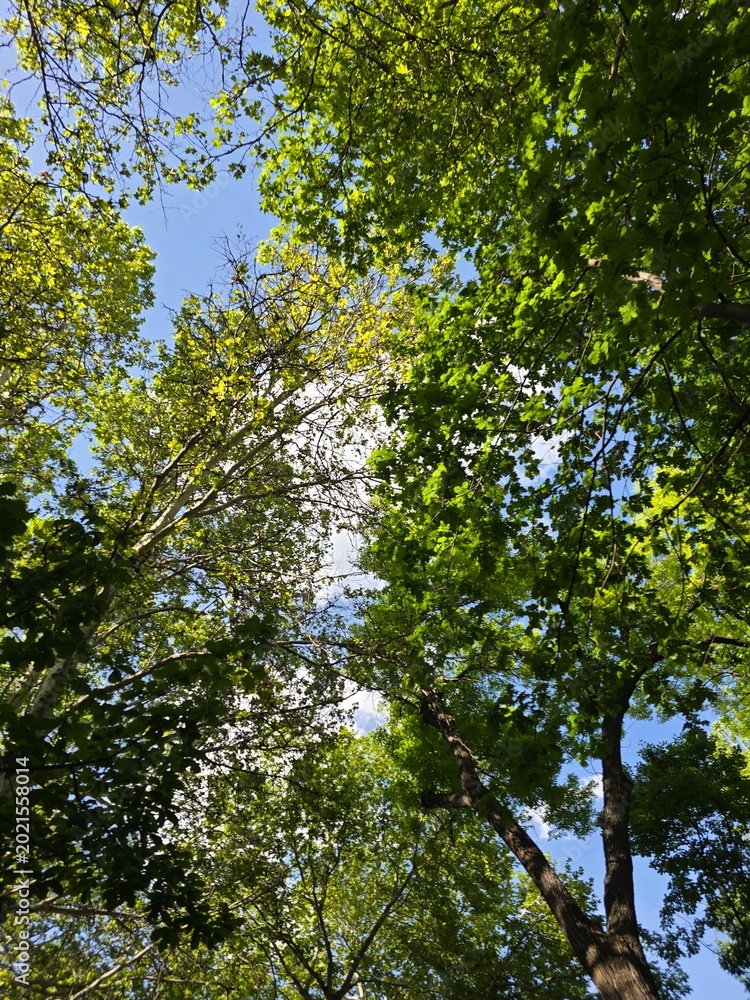 Obraz premium trees and sky