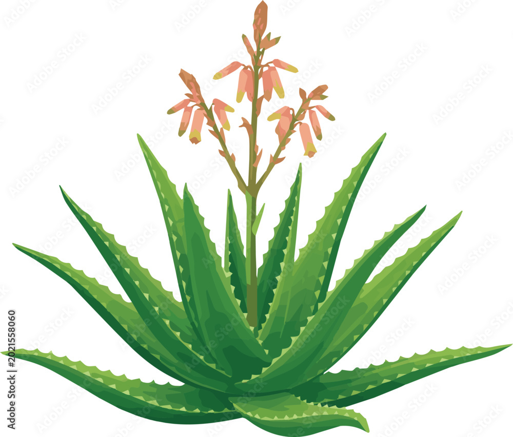 Fototapeta premium Isolated on realistic Aloe Vera plant vector art on white background