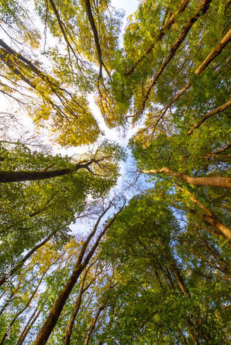Net zero future. Low angle view of tall trees in autumn forest.