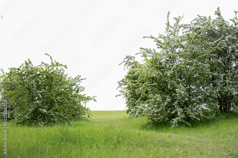 Fototapeta premium Blooming White Spring Shrubs in Green Meadow Landscape