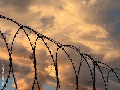 Quadro em tela Coiled razor wire fence silhouette under a moody golden orange evening sky with thick clouds