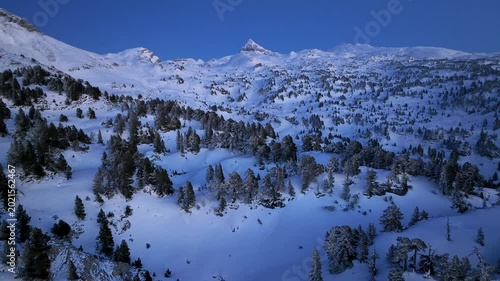 Sunset lights in the Mountain Black Pine (Pinus uncinata) forest in Larra, Navarrese Pyrenees. Isaba, Roncal Valley, Navarre, Spain, Europe.