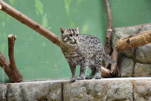 Foto Fishing cat, feline in the zoo