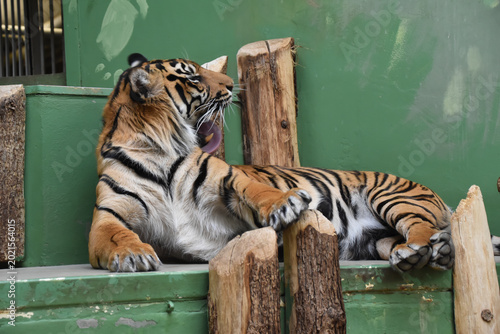 Canvas Print Malayan tiger cleaning its fur, wild feline