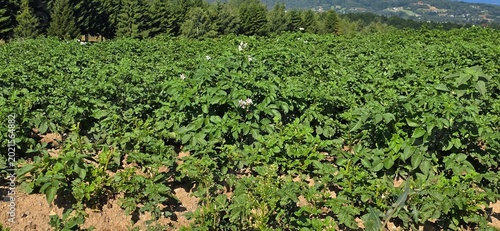 Foto Field cultivated with potatoes, in Transylvania, Romania.