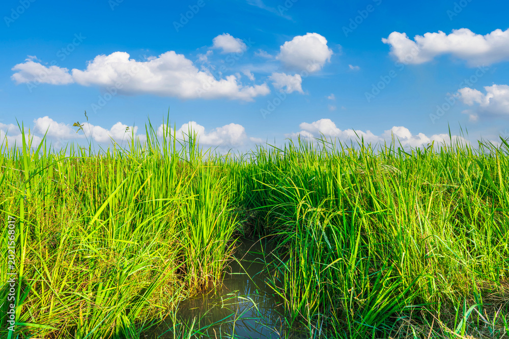Fototapeta premium Scenic view landscape of Rice field green grass with field cornfield or in Asia country agriculture harvest with fluffy clouds blue sky daylight background.